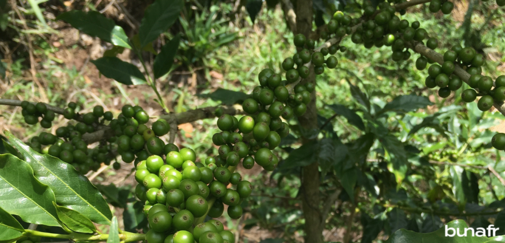 unripe coffee cherries