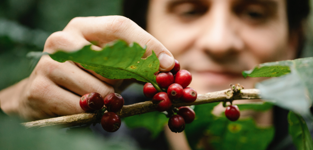 ripe coffee cherries