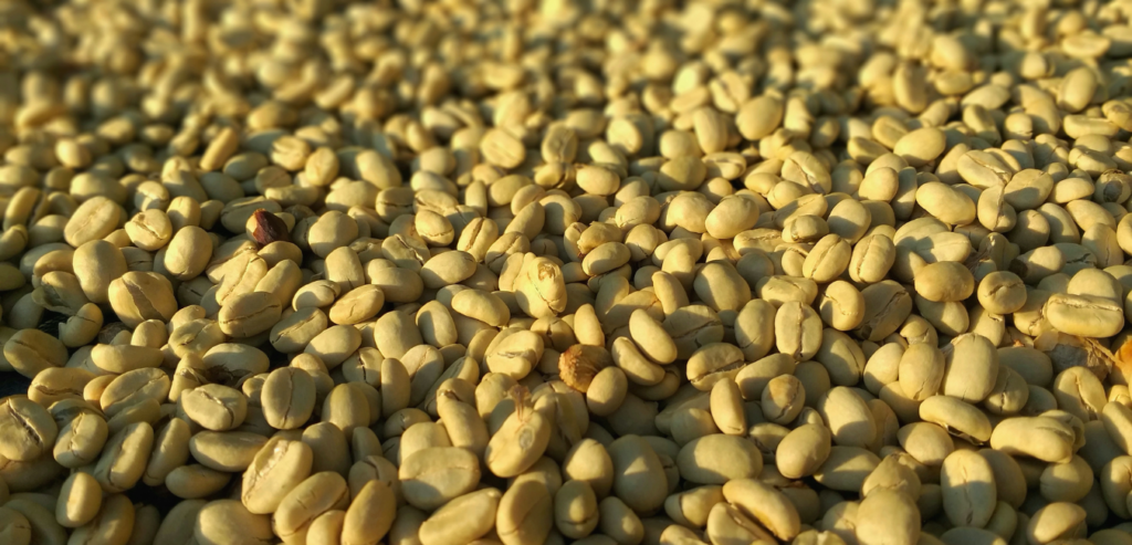 green coffee beans