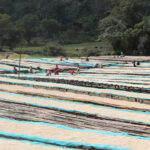 Bunafr-Ethiopia-Farm-1