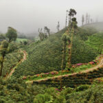 Bunafr-Nicaragua-Farm-1