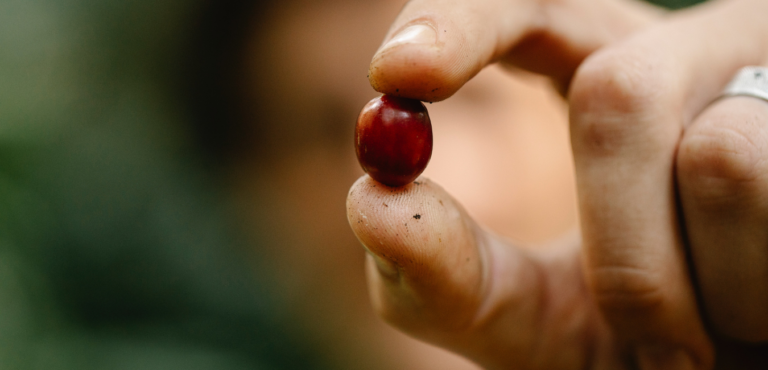 ripe coffee cherry